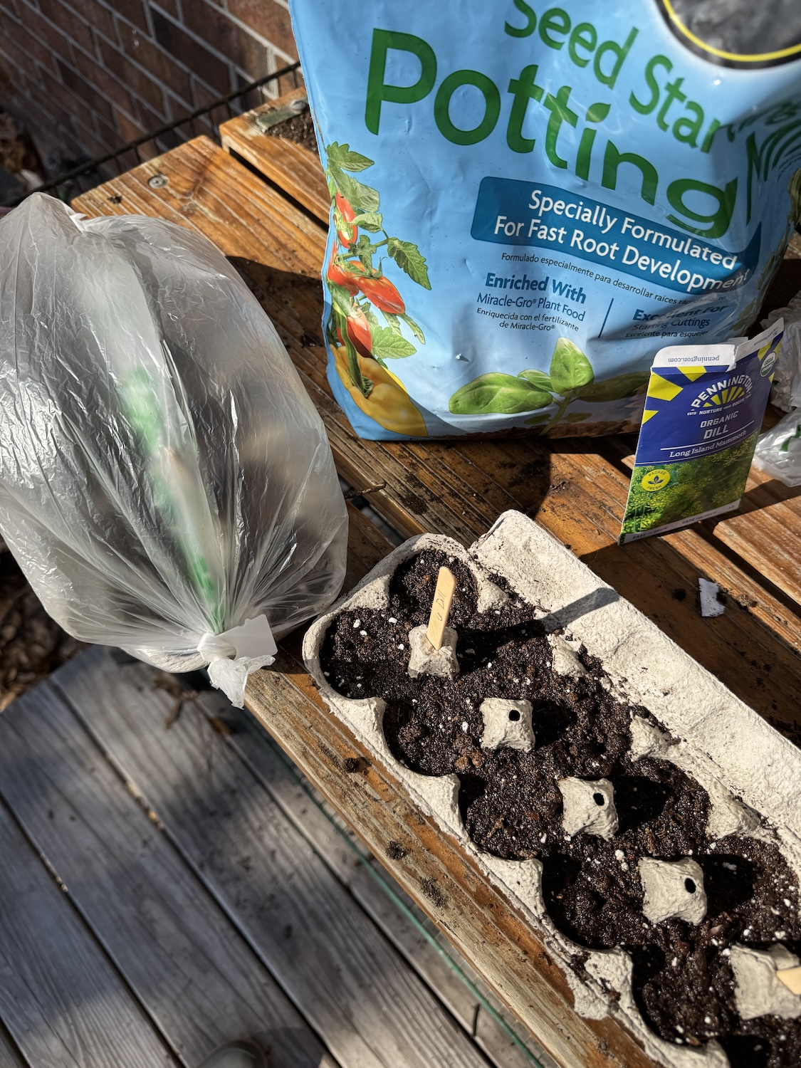 labeled egg carton & veggie bag greenhouse Take your egg carton and cut the lid off. Fill each holder with the seed starting dirt you picked at your local hardware store.
Dig a shallow hole and plant 1-2 seeds into one egg holder. **Be sure to read each seed’s instructions carefully on germination. Some plants require you to plant a couple of seeds; others suggest only planting one**
Cover the seeds with soil and give them a good watering. Be sure to label what seed you planted where. I will use popsicle sticks to stake into the egg carton to know what seeds I planted. The popsicle sticks will also help hold the veggie bag up and prevent it from falling on the fragile seedlings that sprout.