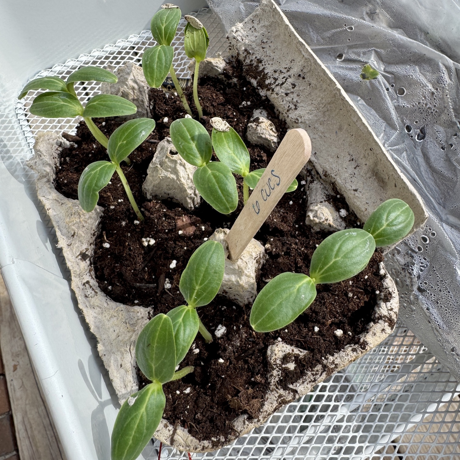 sprouted cucumber seedlings sprouted cucumber seedlings