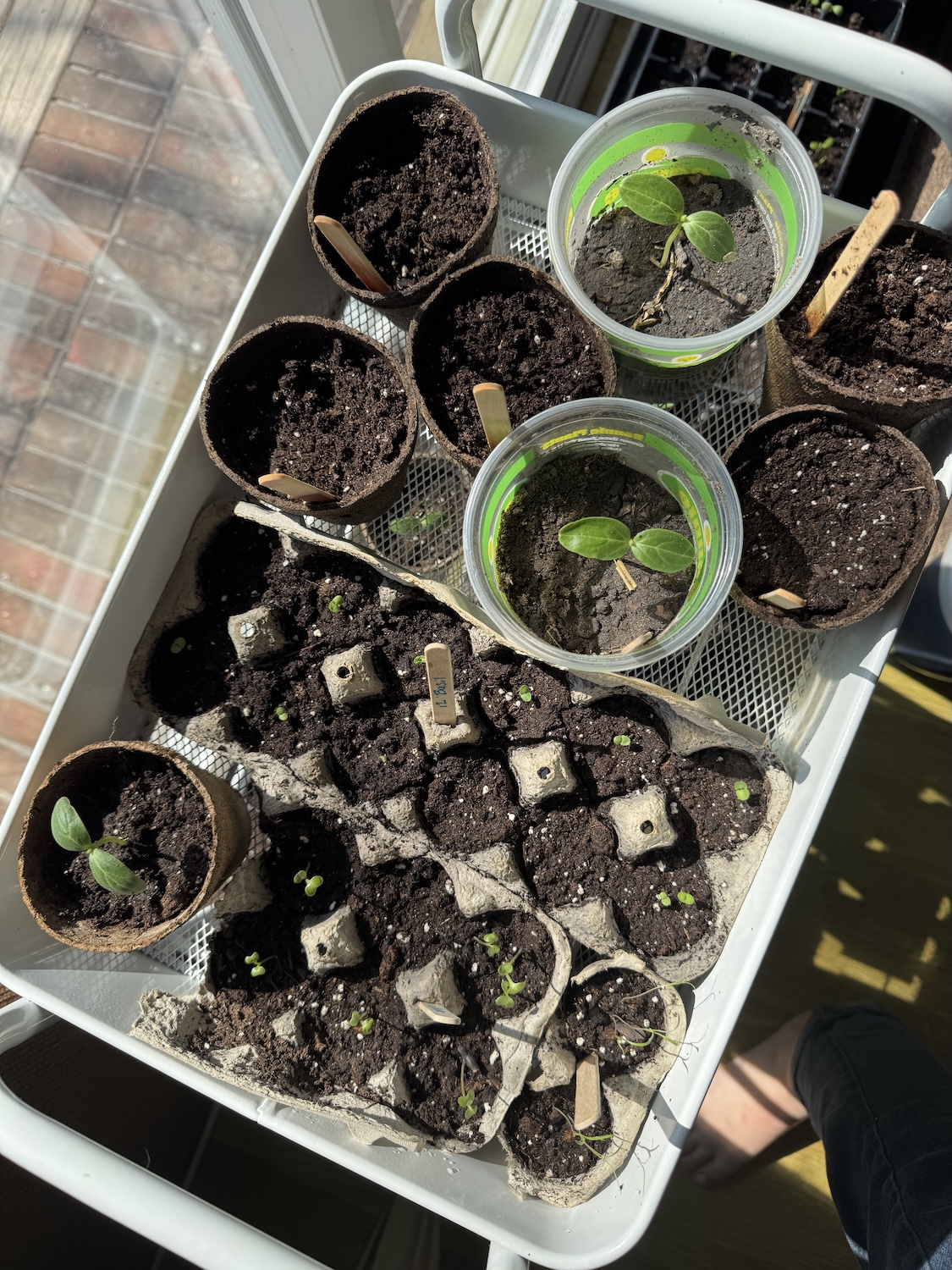 sprouted seedlings sprouted seedlings